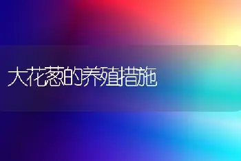 大花葱的养殖措施