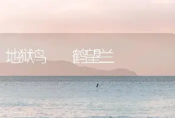 地狱鸟  鹤望兰