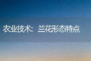 农业技术:兰花形态特点