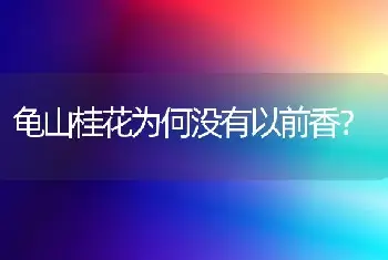 龟山桂花为何没有以前香？