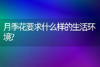 月季花要求什么样的生活环境?