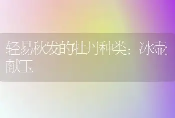 轻易秋发的牡丹种类：冰壶献玉