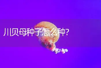 川贝母种子怎么种？