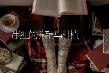 一串红的养殖与种植