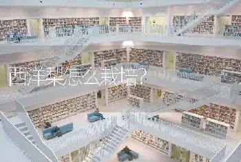 西洋梨怎么栽培？