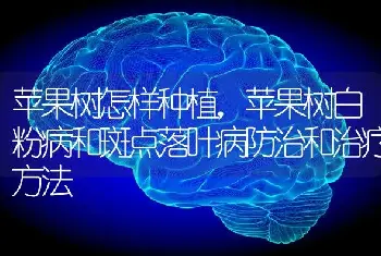 苹果树怎样种植，苹果树白粉病和斑点落叶病防治和治疗方法