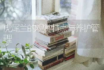 虎尾兰的观赏特点与养护管理