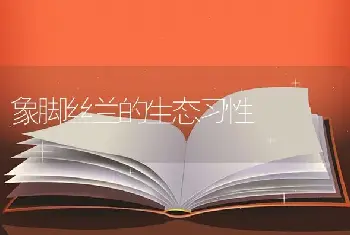 象脚丝兰的生态习性