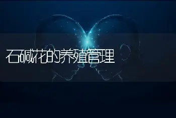 石碱花的养殖管理