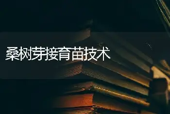 桑树芽接育苗技术