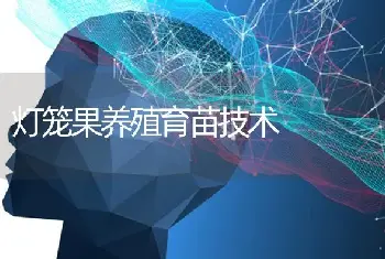 灯笼果养殖育苗技术