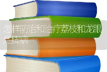 怎样防治和治疗荔枝和龙眼烂脚病