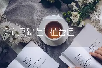 彩色马蹄莲种植管理