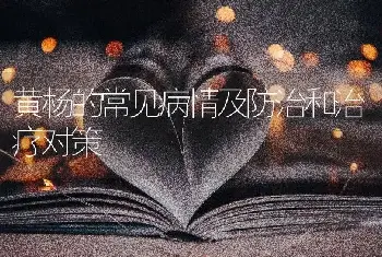 黄杨的常见病情及防治和治疗对策