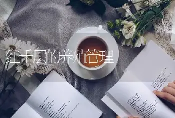 红千层的养殖管理