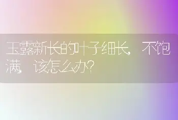 玉露新长的叶子细长,不饱满,该怎么办？