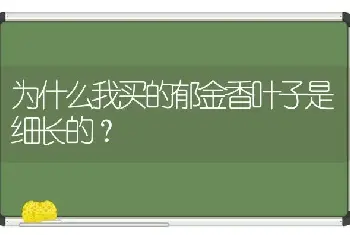 为什么我买的郁金香叶子是细长的？