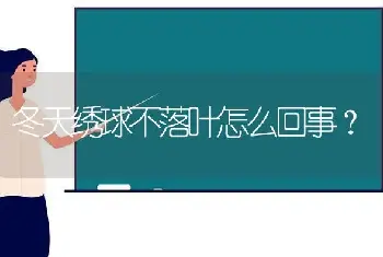 冬天绣球不落叶怎么回事？