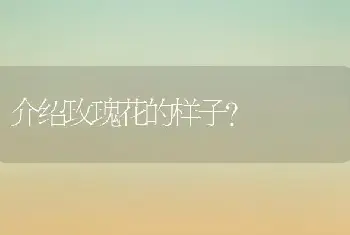 介绍玫瑰花的样子？