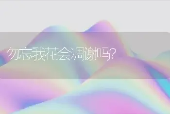 勿忘我花会凋谢吗？