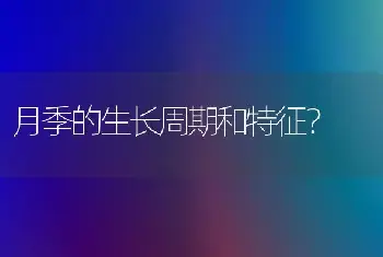 月季的生长周期和特征？