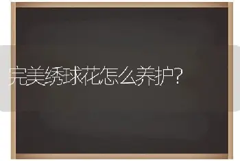 完美绣球花怎么养护？