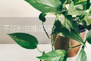 干花粉玫瑰花语？