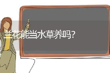 兰花能当水草养吗？