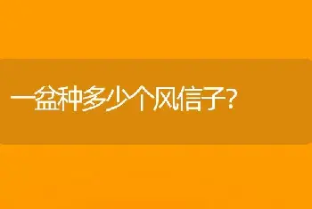 一盆种多少个风信子？