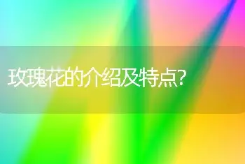 玫瑰花的介绍及特点？