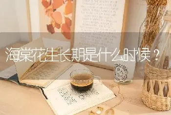 海棠花生长期是什么时候？