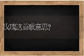 玫瑰这首歌意思？