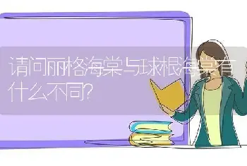 请问丽格海棠与球根海棠有什么不同？