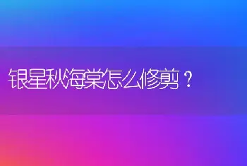 银星秋海棠怎么修剪？