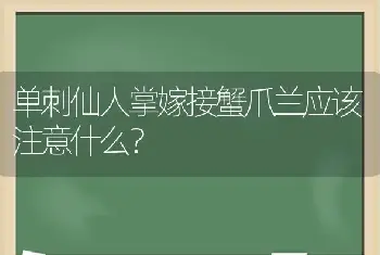 单刺仙人掌嫁接蟹爪兰应该注意什么？