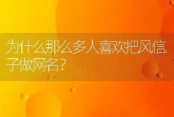 为什么那么多人喜欢把风信子做网名？