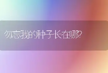 勿忘我的种子长在哪？