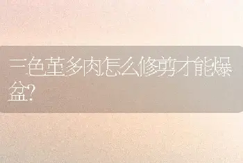 三色堇多肉怎么修剪才能爆盆？