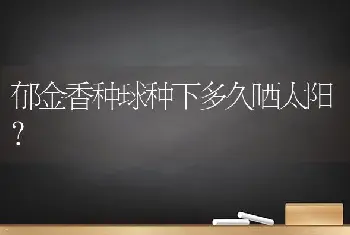 郁金香种球种下多久晒太阳？