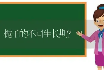 栀子的不同生长期？