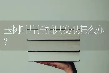 玉树叶片扦插只发根怎么办?