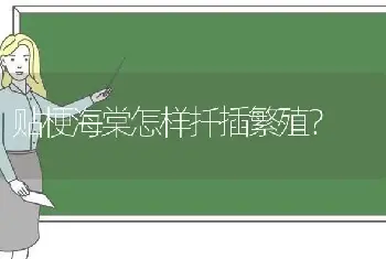 贴梗海棠怎样扦插繁殖？