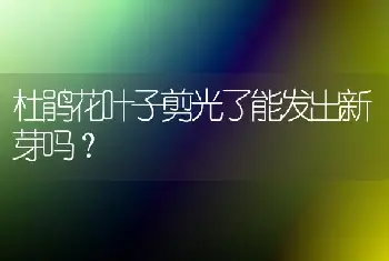 杜鹃花叶子剪光了能发出新芽吗？