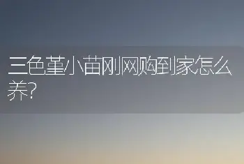 三色堇小苗刚网购到家怎么养？