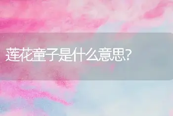 莲花童子是什么意思？