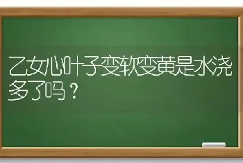 乙女心叶子变软变黄是水浇多了吗？