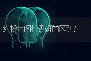 红粉台阁和秀妍的区别？