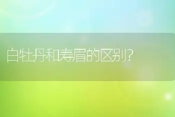 白牡丹和寿眉的区别？