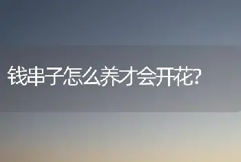 钱串子怎么养才会开花？