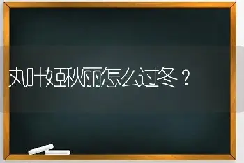 丸叶姬秋丽怎么过冬？